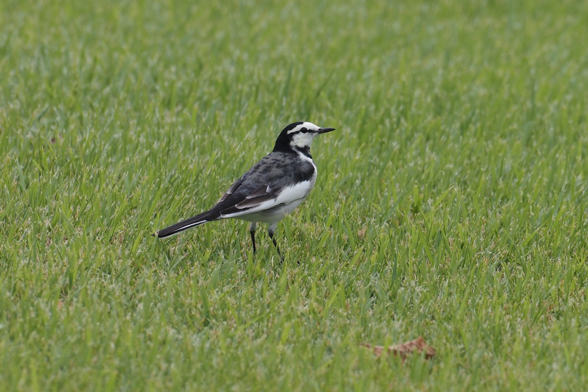 Lavandera Blanca (Japonesa) - ML644300708