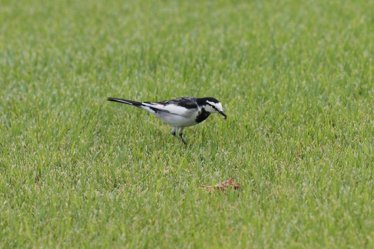 Lavandera Blanca (Japonesa) - ML644300709