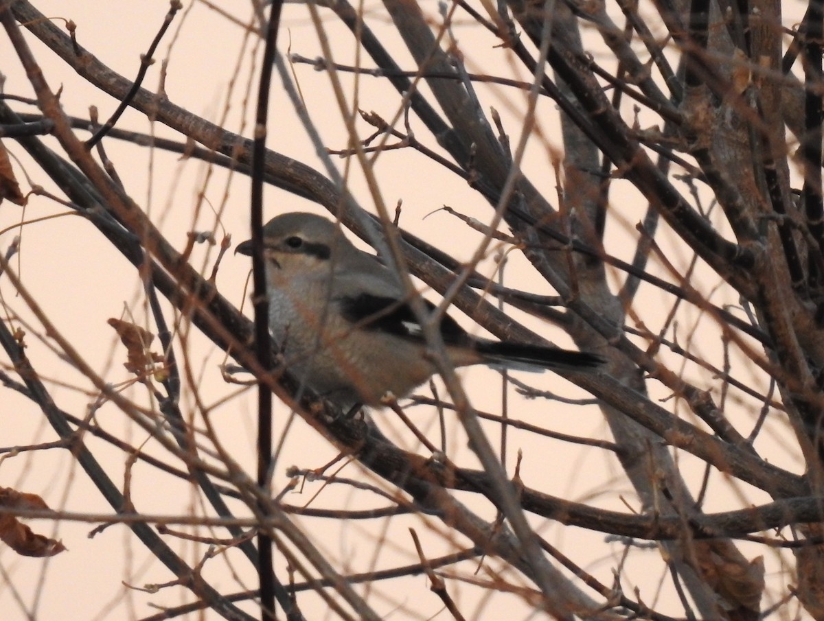 Alcaudón Boreal - ML644300711