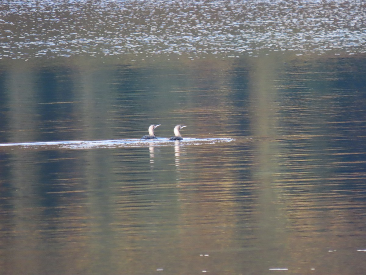 Pacific Loon - ML644300727