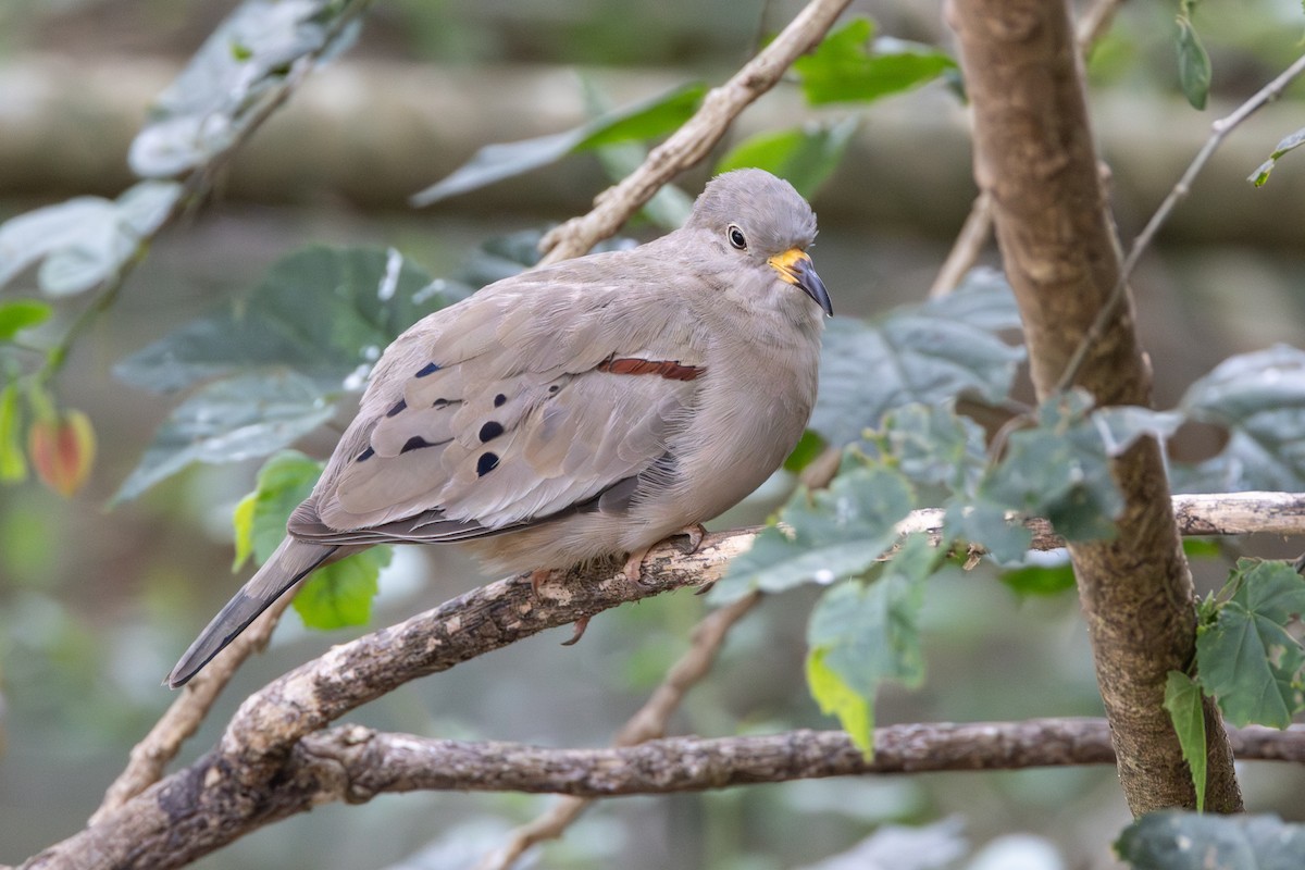 kvekkedue - ML644300744