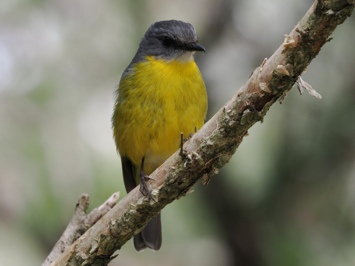 Eastern Yellow Robin - ML644300747