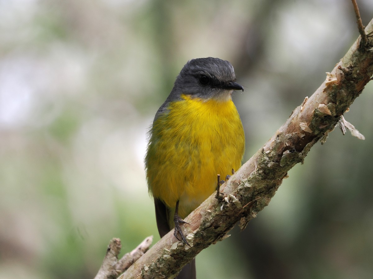Eastern Yellow Robin - ML644300752