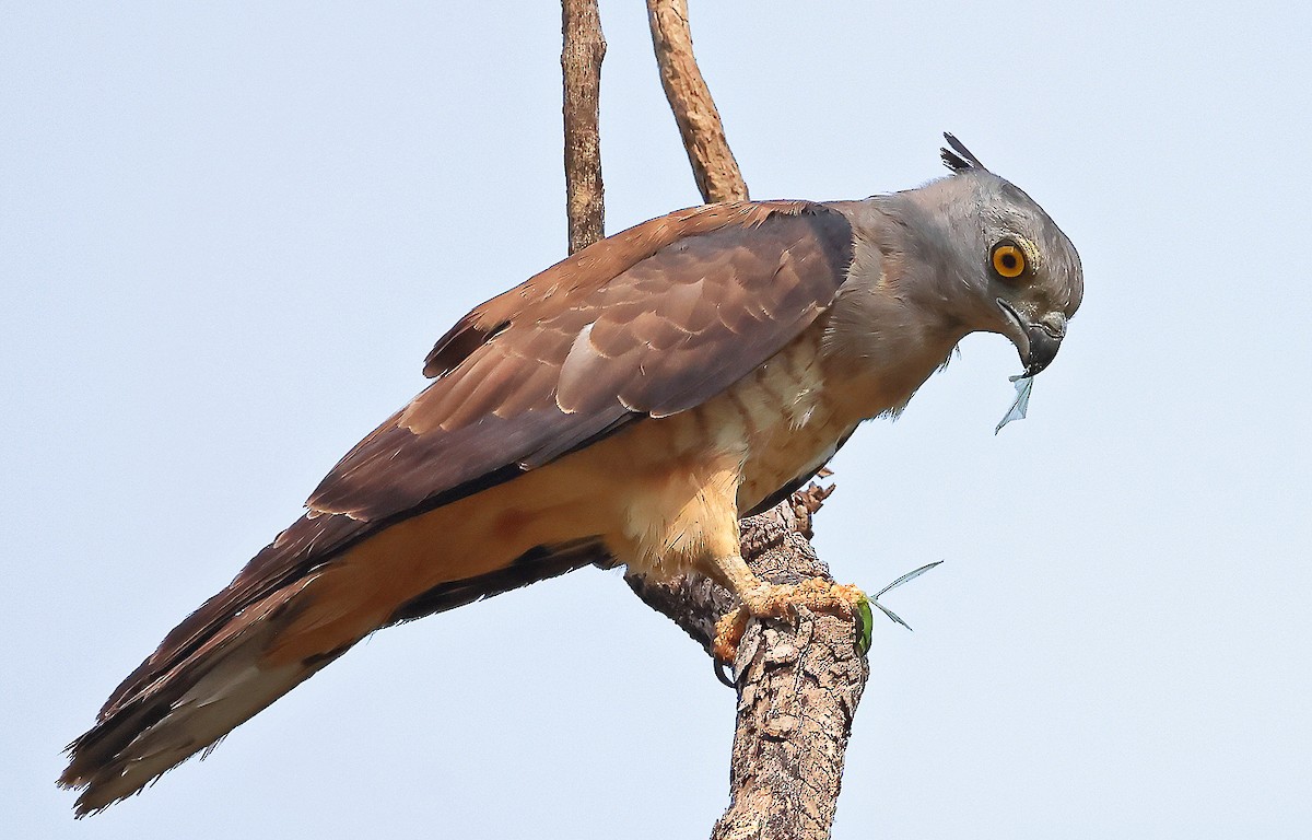 Pacific Baza - ML644300759