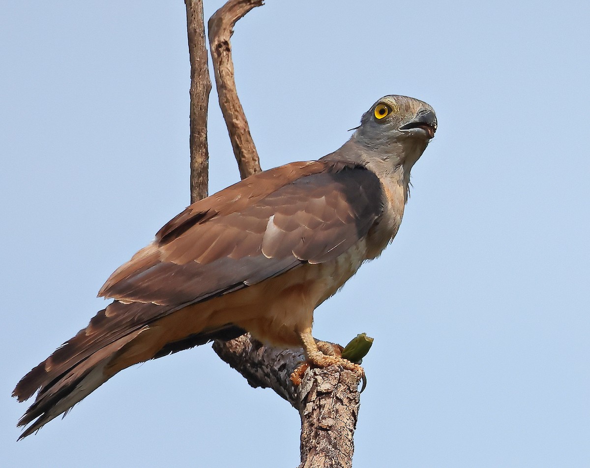 Pacific Baza - ML644300760