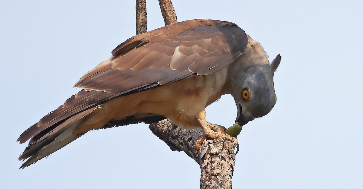 Pacific Baza - ML644300761