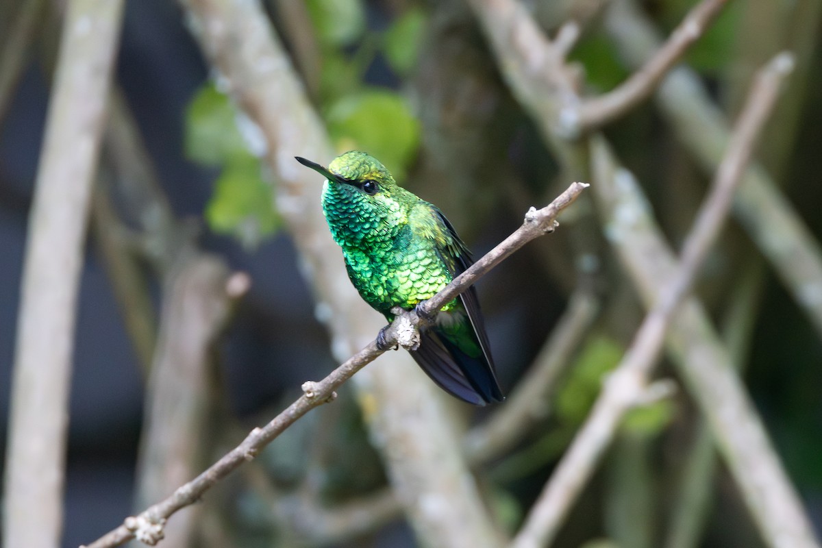 Western Emerald - ML644300762
