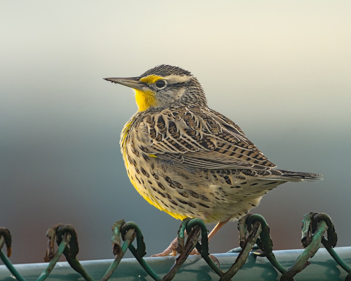 prærielerketrupial - ML644300763