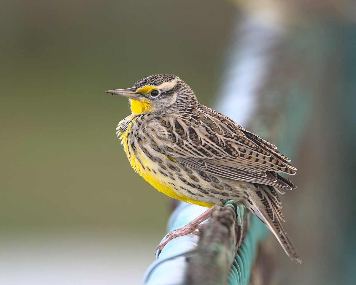 prærielerketrupial - ML644300764