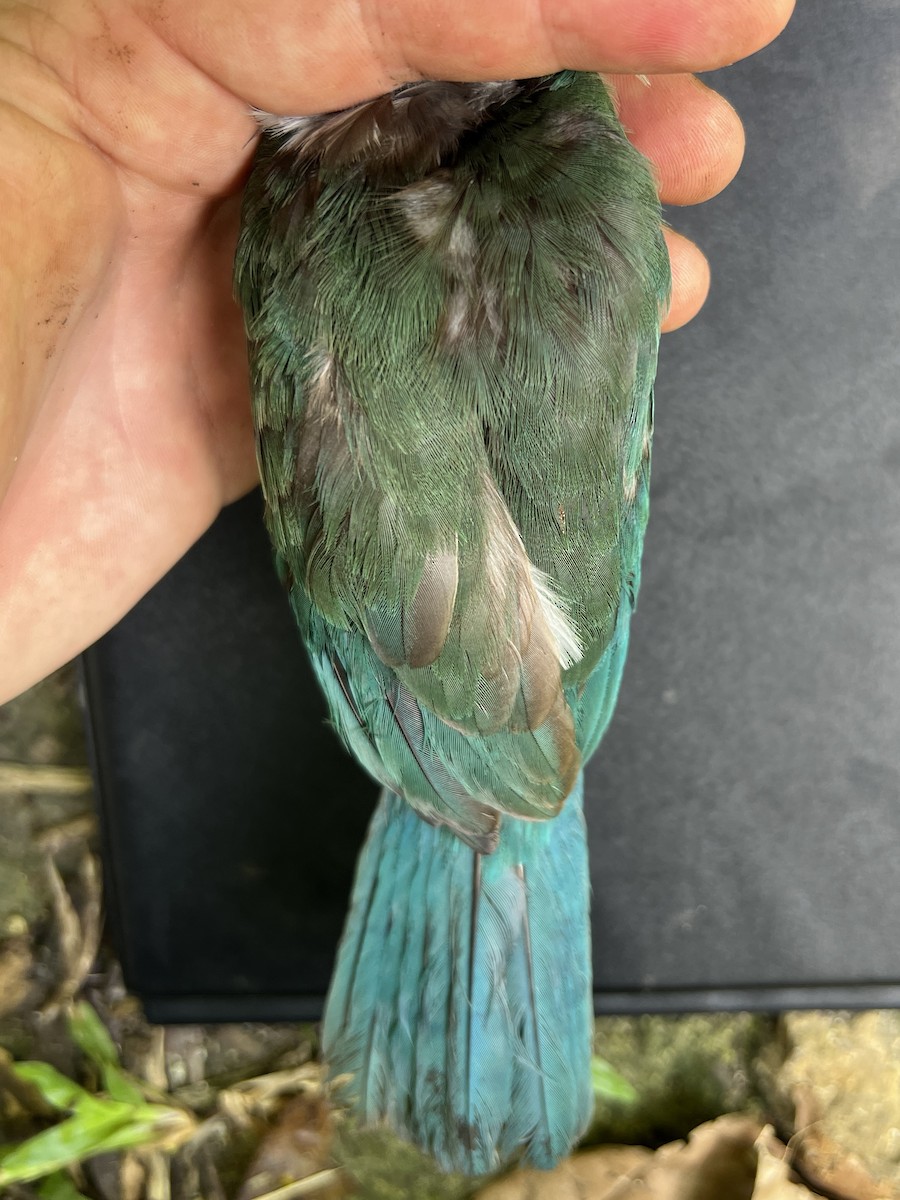 Mariana Kingfisher - ML644300767