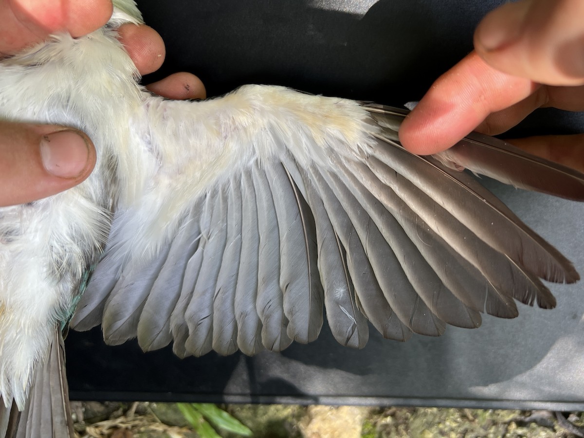 Mariana Kingfisher - ML644300768