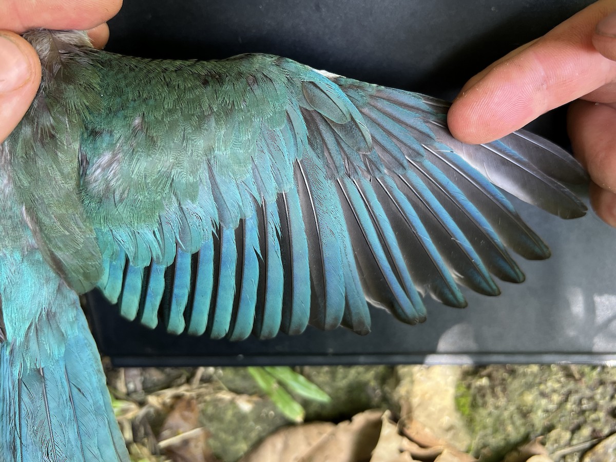 Mariana Kingfisher - ML644300769