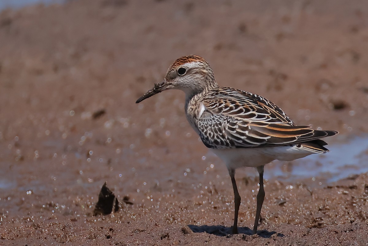 Сүүл элсэг - ML644300772