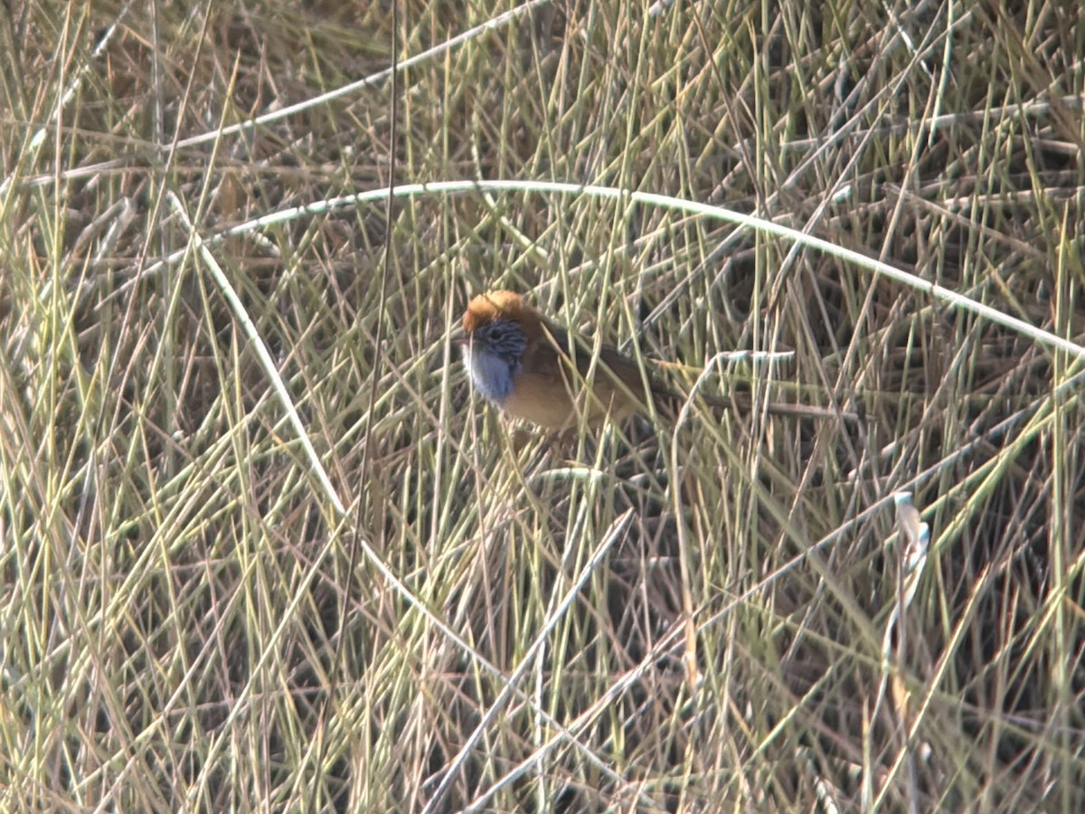 pokřováček spinifexový - ML644300773