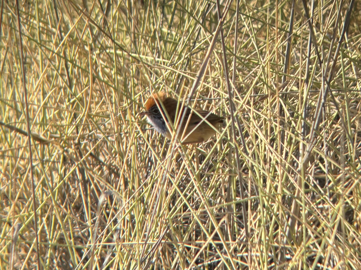 pokřováček spinifexový - ML644300774