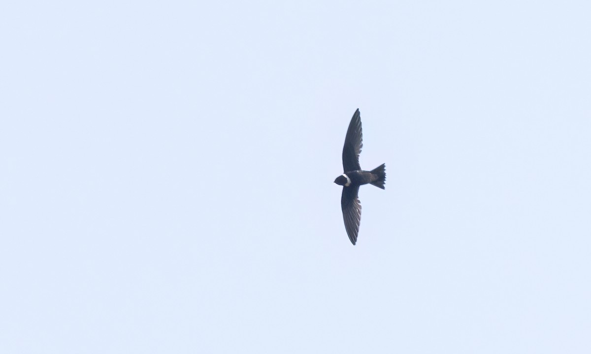 White-collared Swift - ML644300775