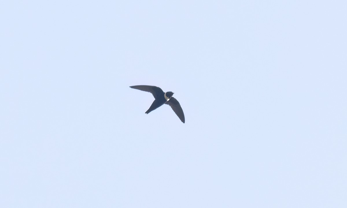 White-collared Swift - ML644300777
