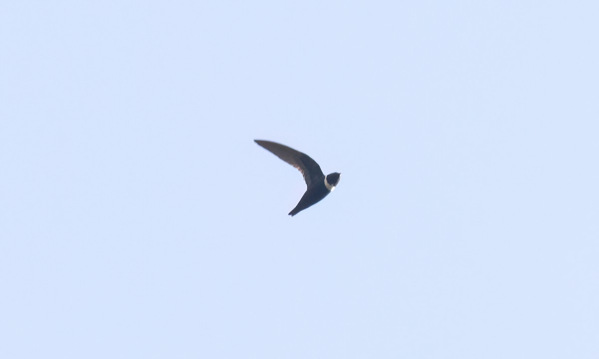 White-collared Swift - ML644300778