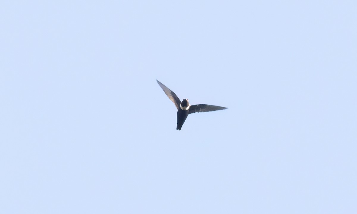 White-collared Swift - ML644300779