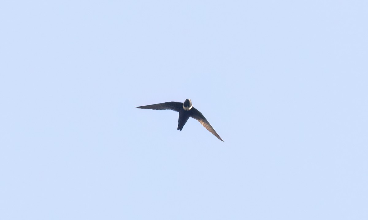 White-collared Swift - ML644300781