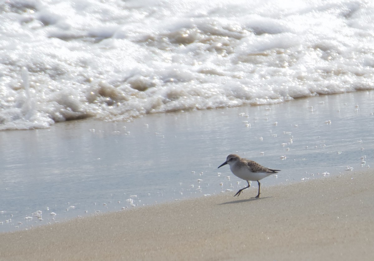 Байрдийн элсэг - ML644300784