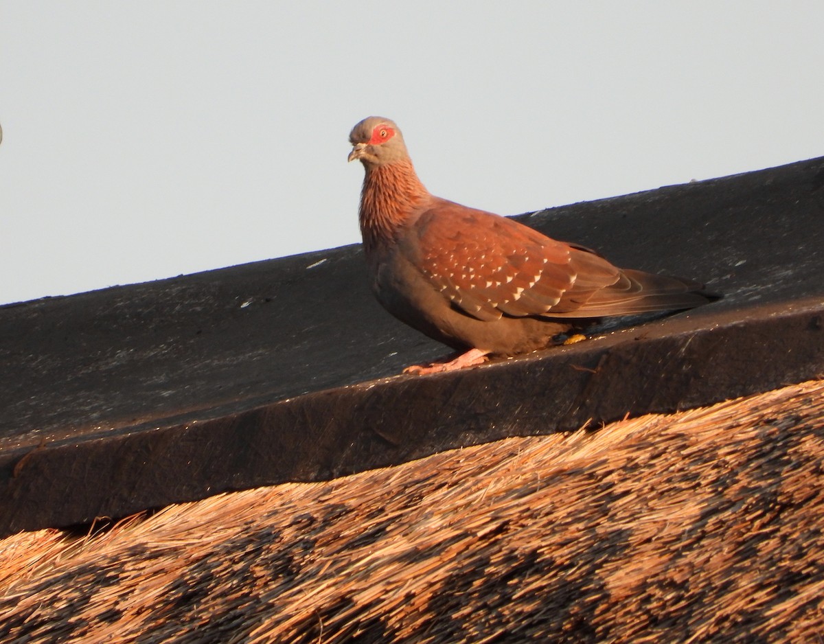 Uso ginearra - ML644300785