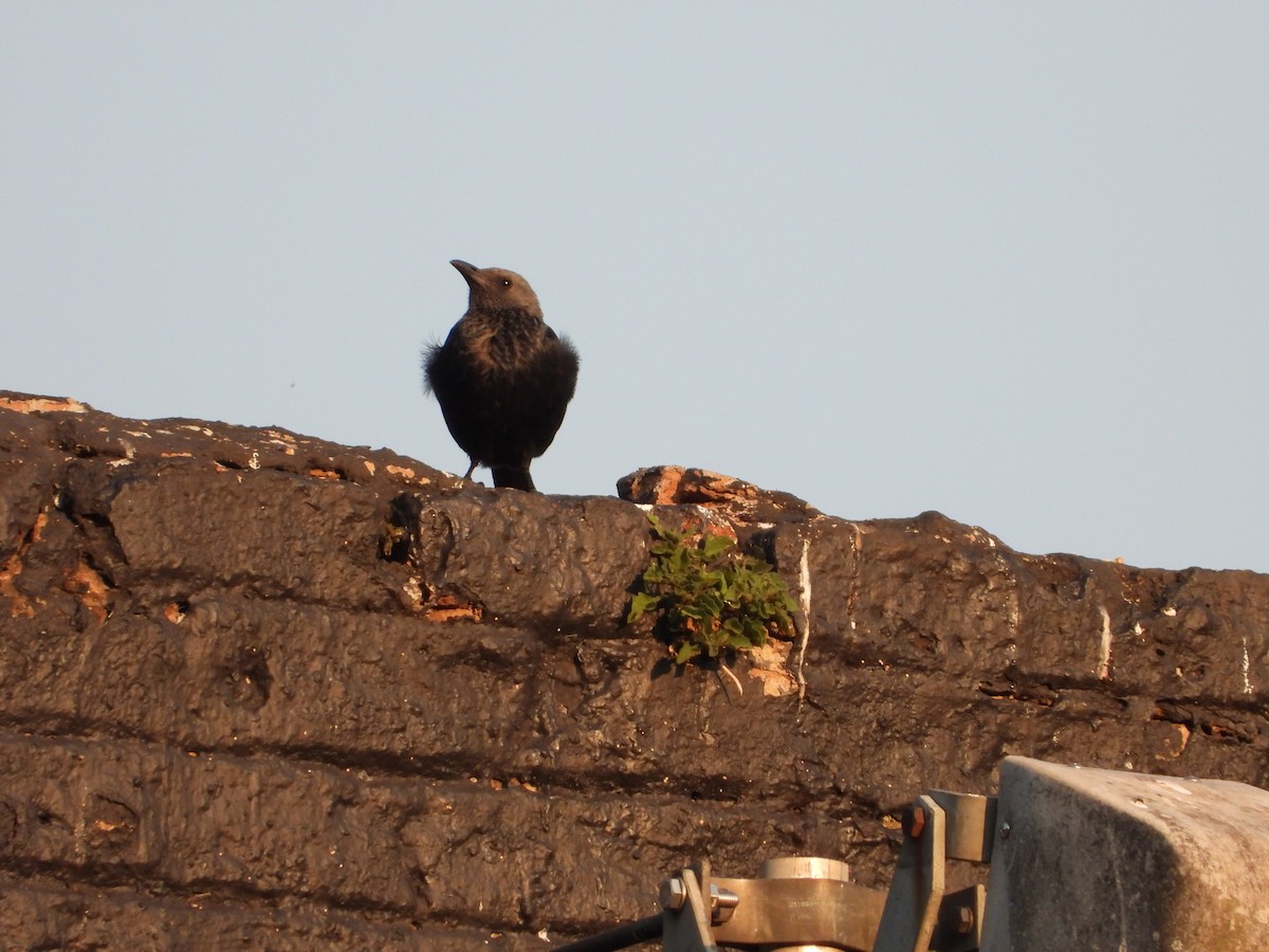 Kızılkanat - ML644300788