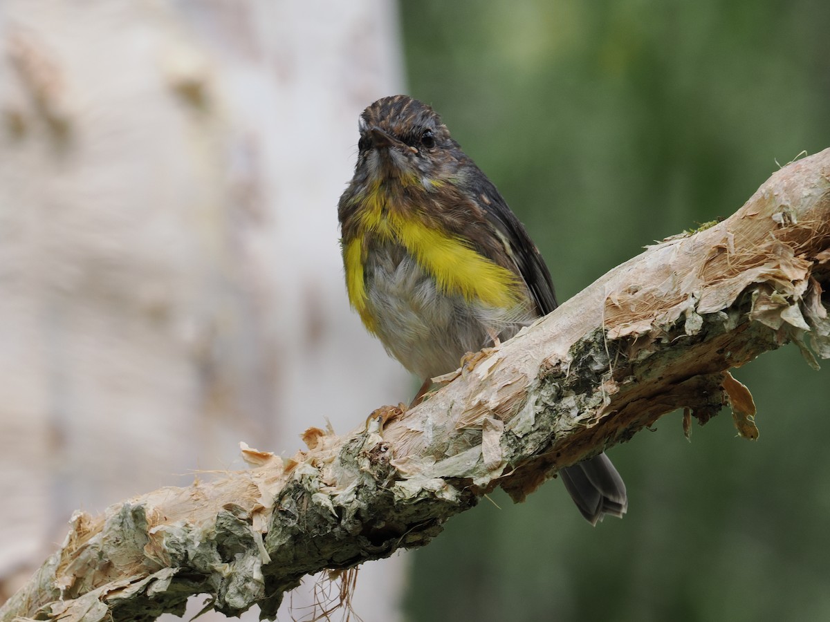 Eastern Yellow Robin - ML644300791