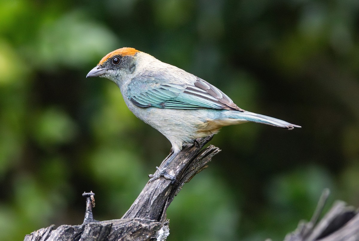 Scrub Tanager - ML644300795