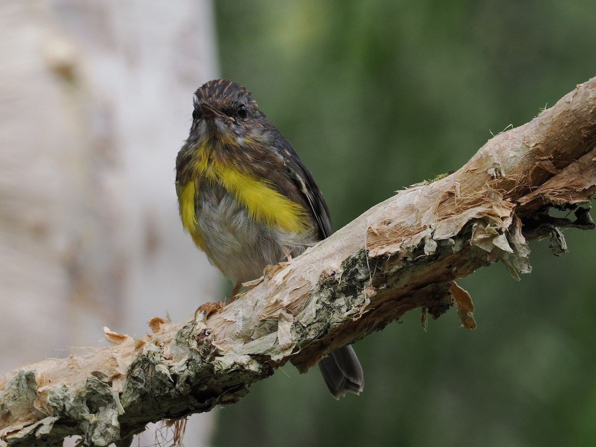 Eastern Yellow Robin - ML644300797