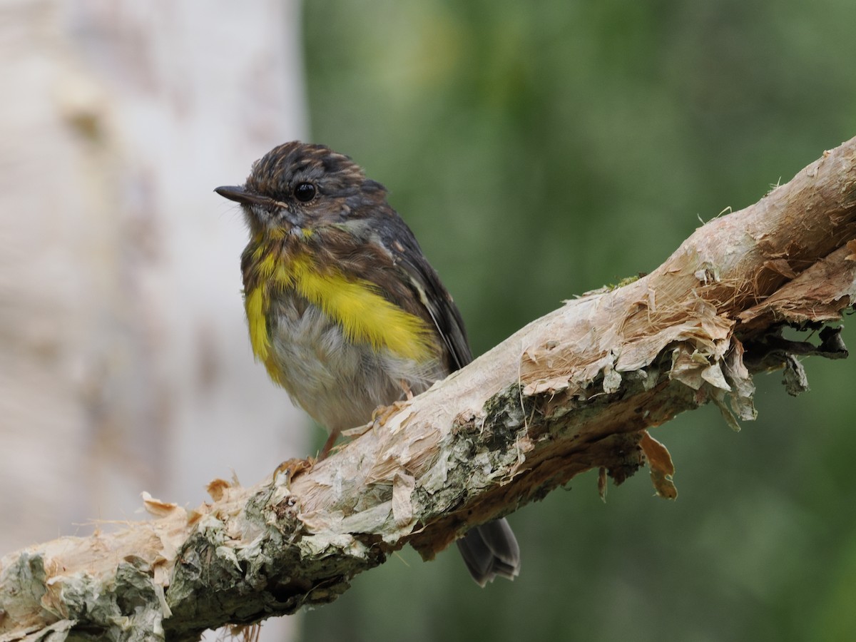 Eastern Yellow Robin - ML644300817