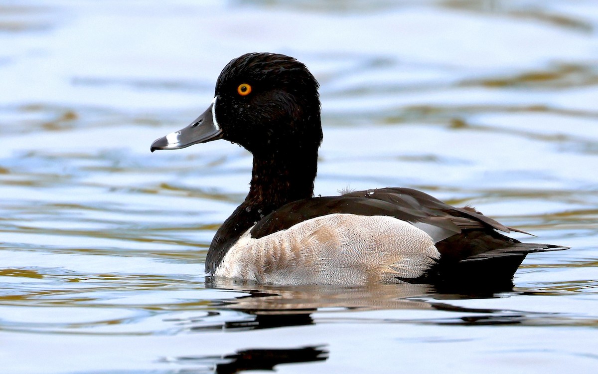 Ring-necked Duck - ML644300822