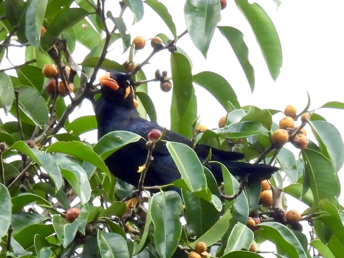 Common Hill Myna - ML644300828
