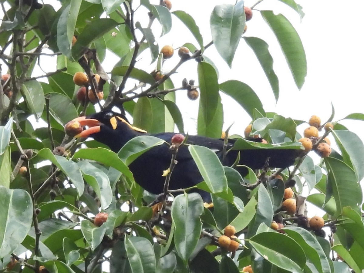 Common Hill Myna - ML644300829