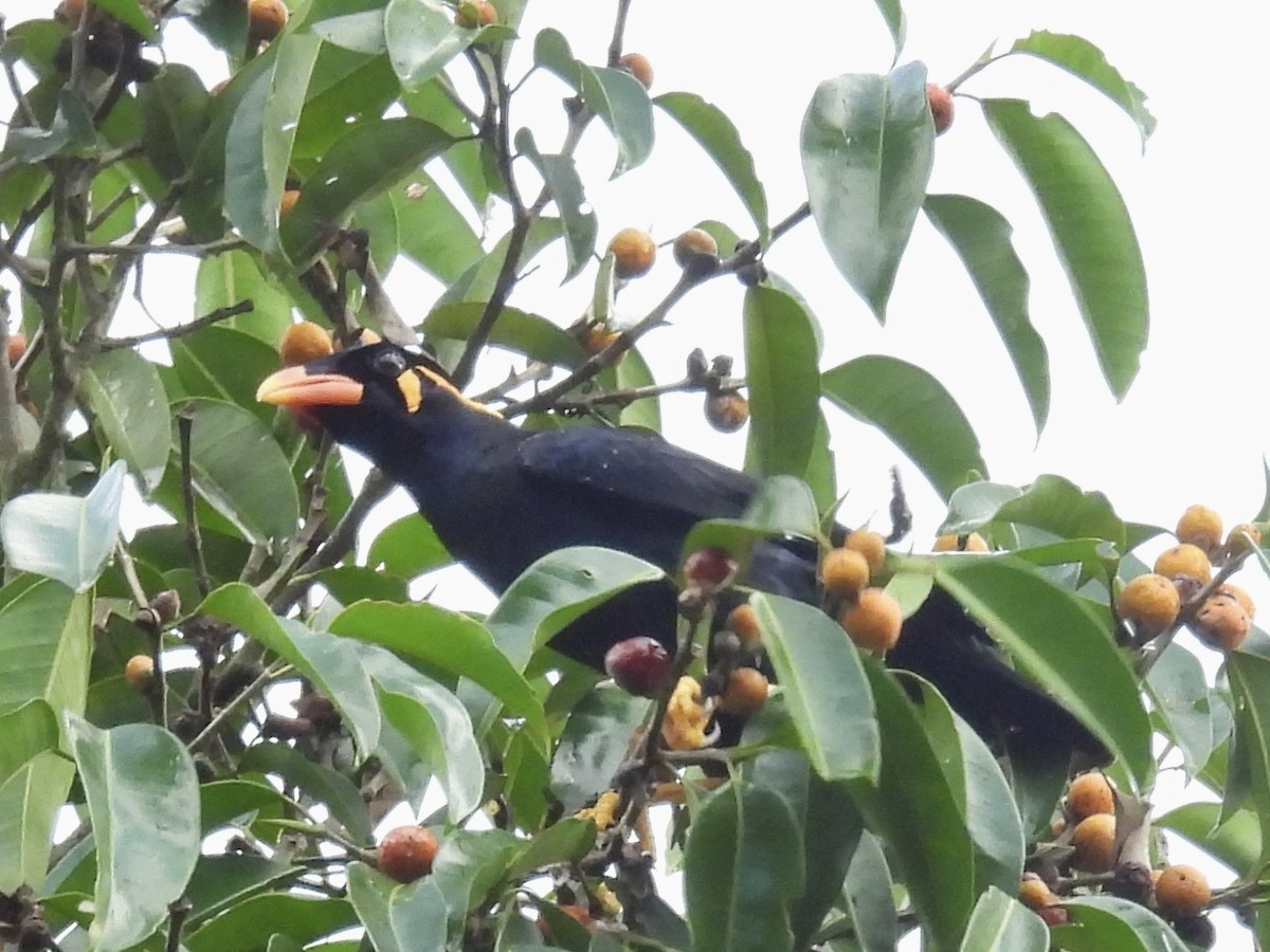 Common Hill Myna - ML644300830
