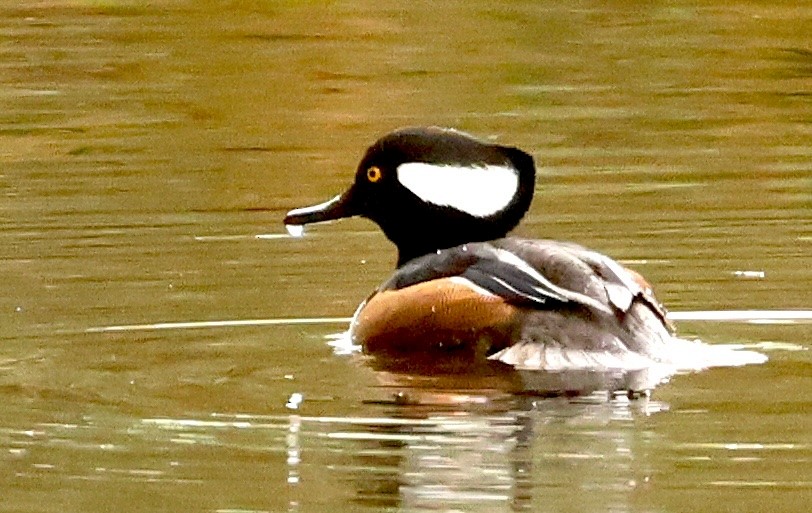 Hooded Merganser - ML644300831