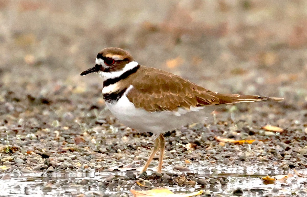 Killdeer - ML644300836