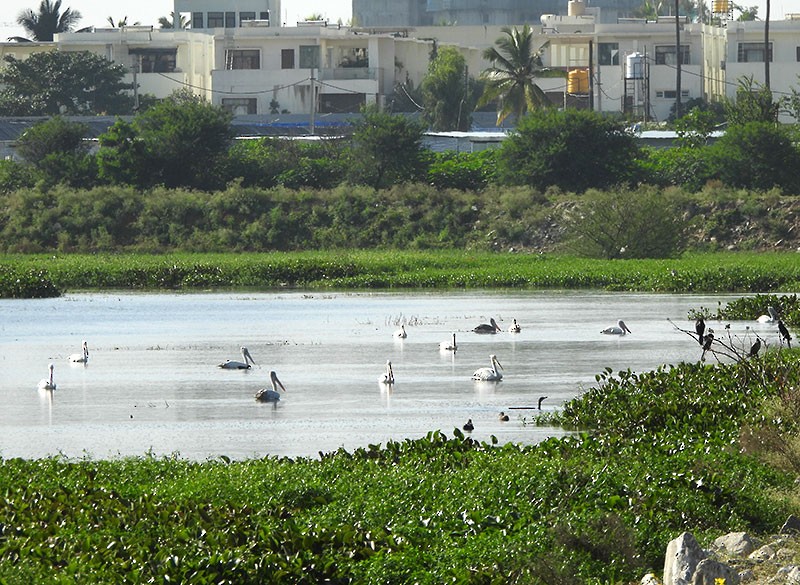 Graupelikan - ML644300848