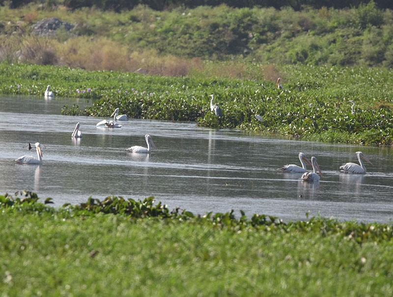 Graupelikan - ML644300849