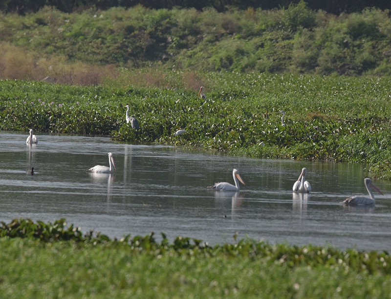 Graupelikan - ML644300850