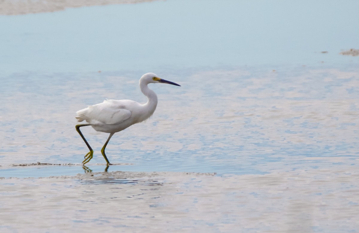 Snowy Egret - ML644300851