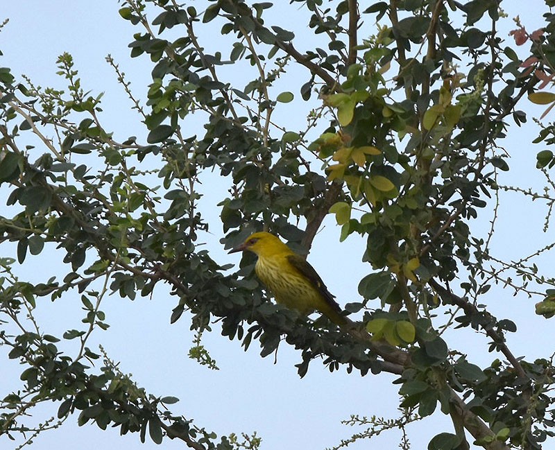 זהבן הודי - ML644300862