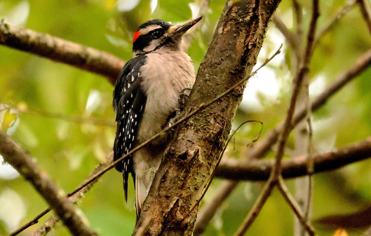 Downy Woodpecker - ML644300864