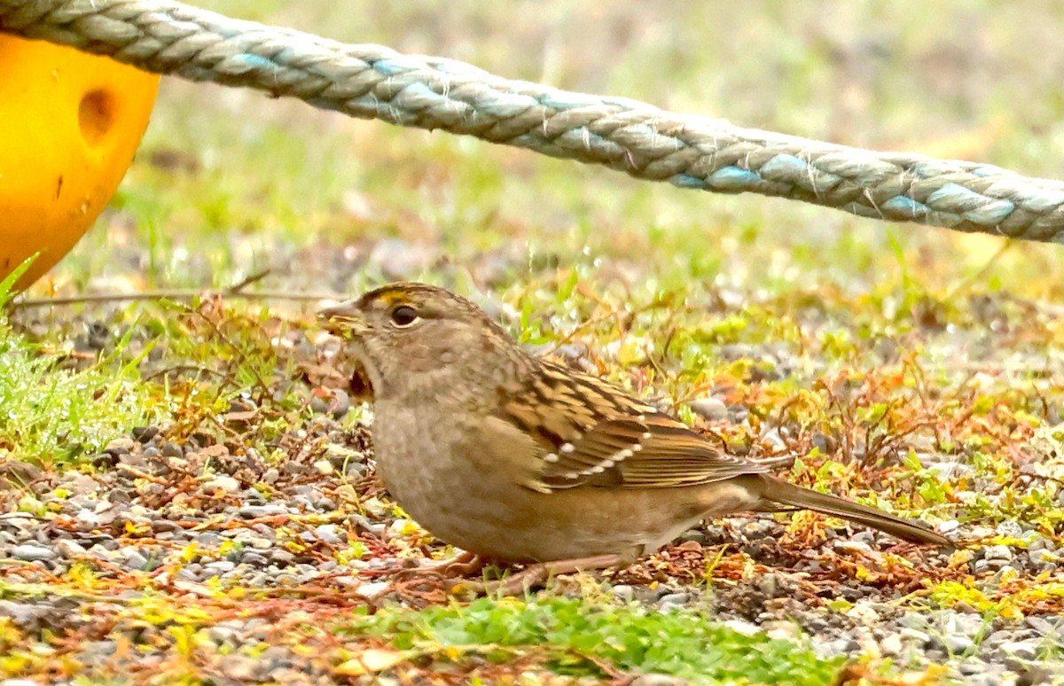 Golden-crowned Sparrow - ML644300885