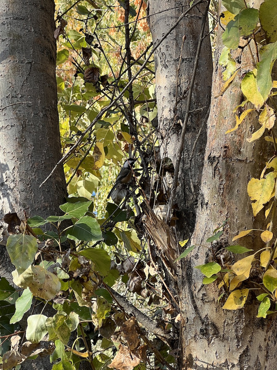 Black-capped Chickadee - ML644300888