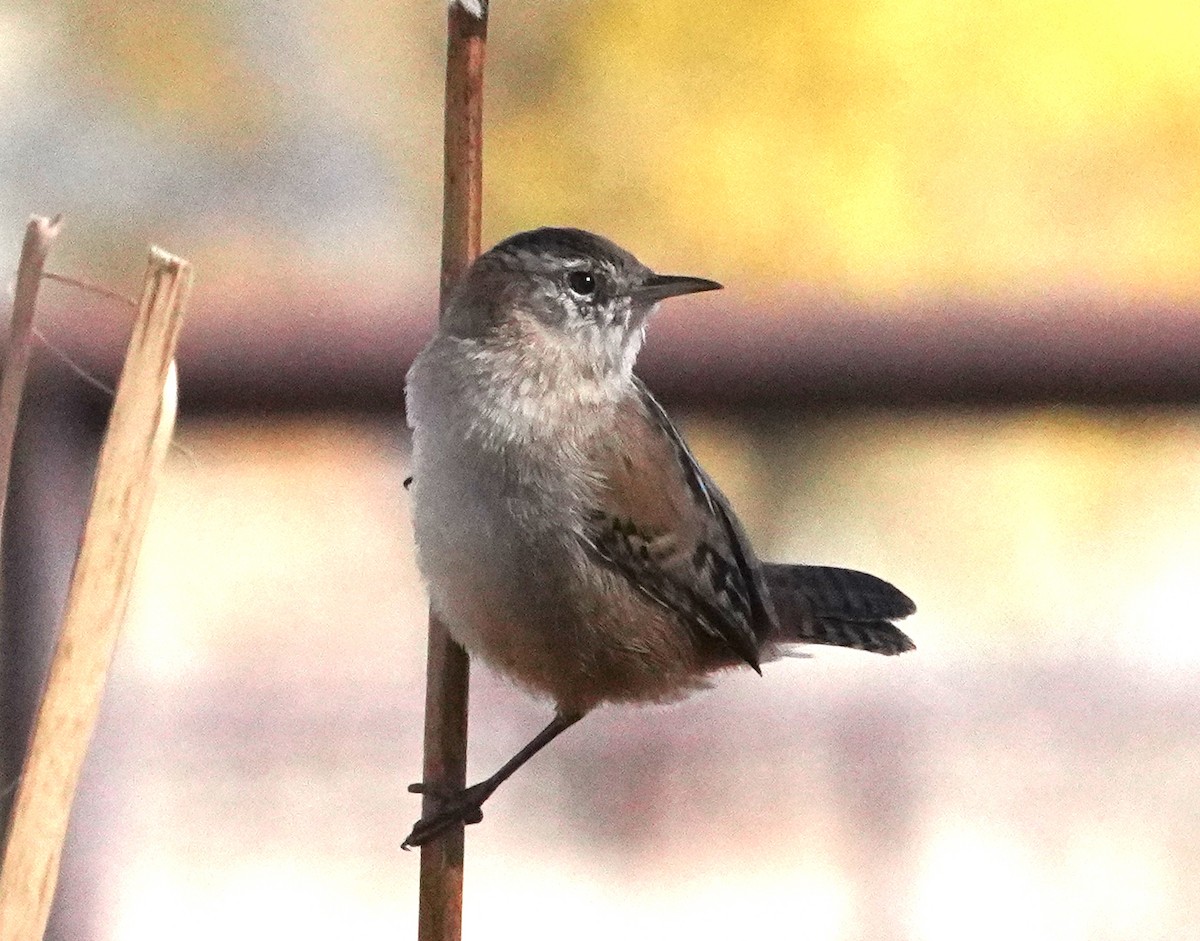 Cucarachero Pantanero - ML644300889