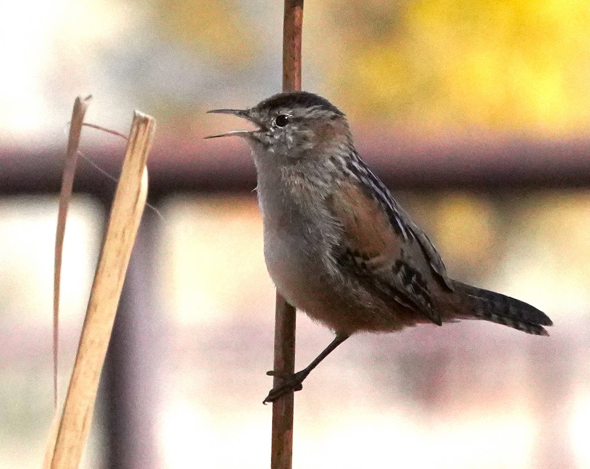 Cucarachero Pantanero - ML644300892