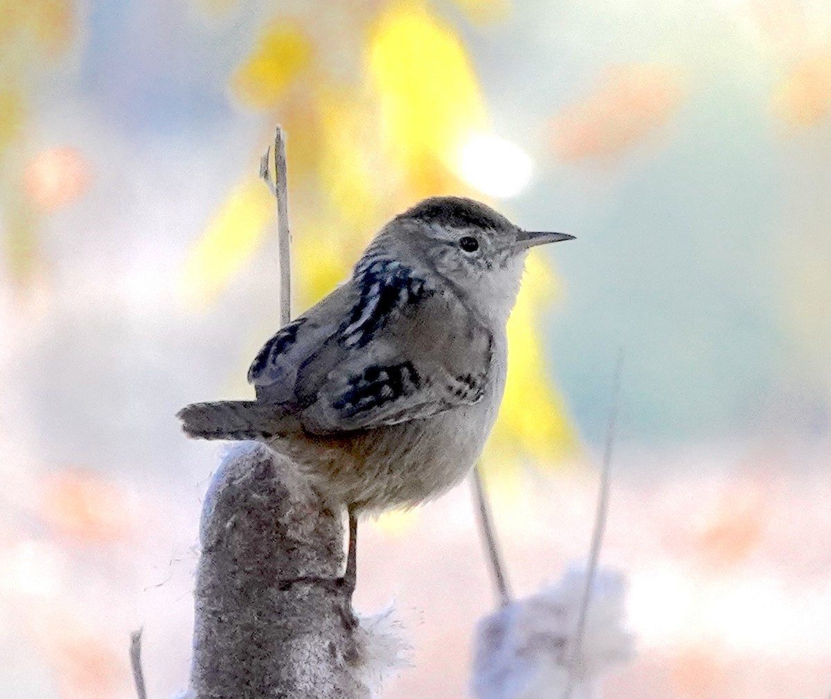 Cucarachero Pantanero - ML644300897