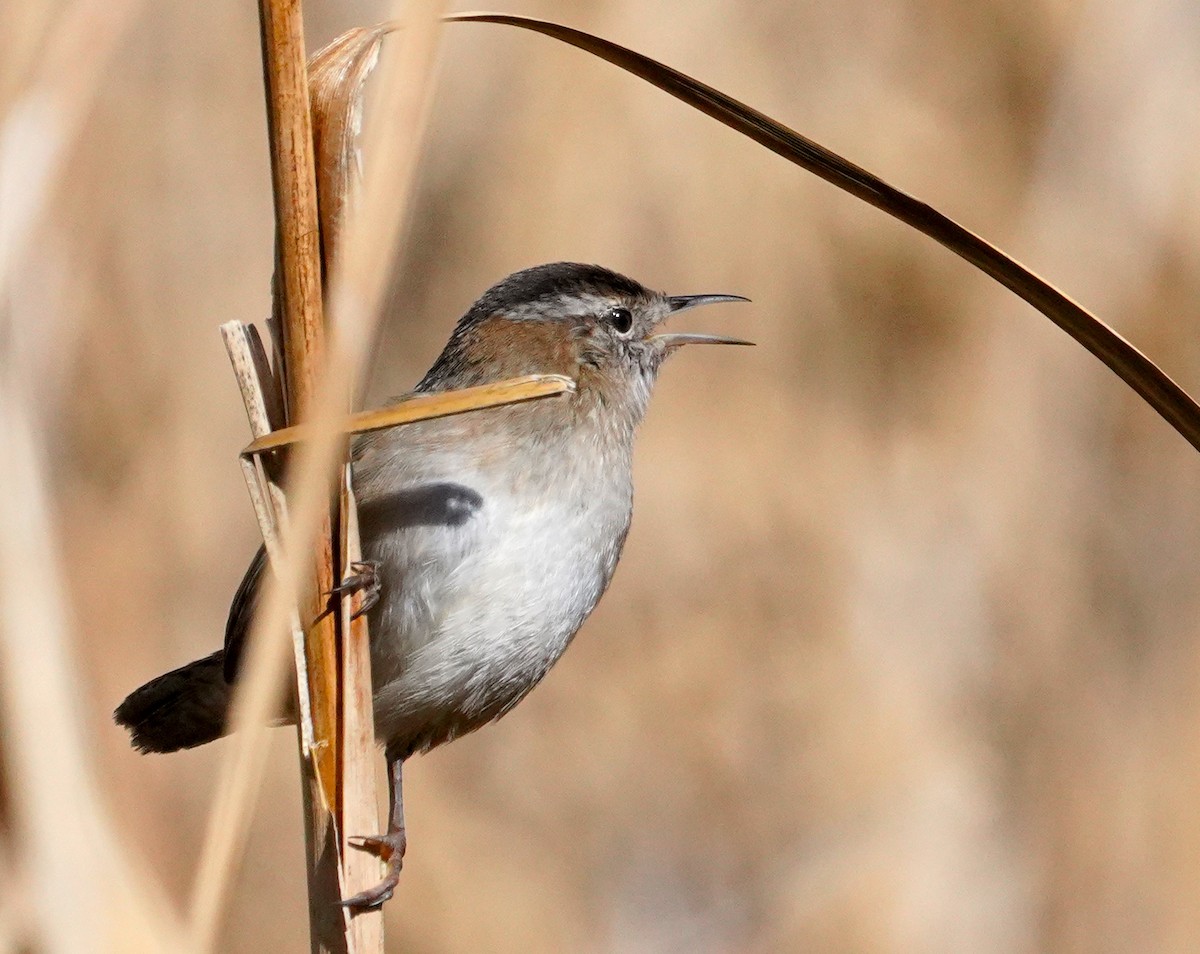 Cucarachero Pantanero - ML644300899