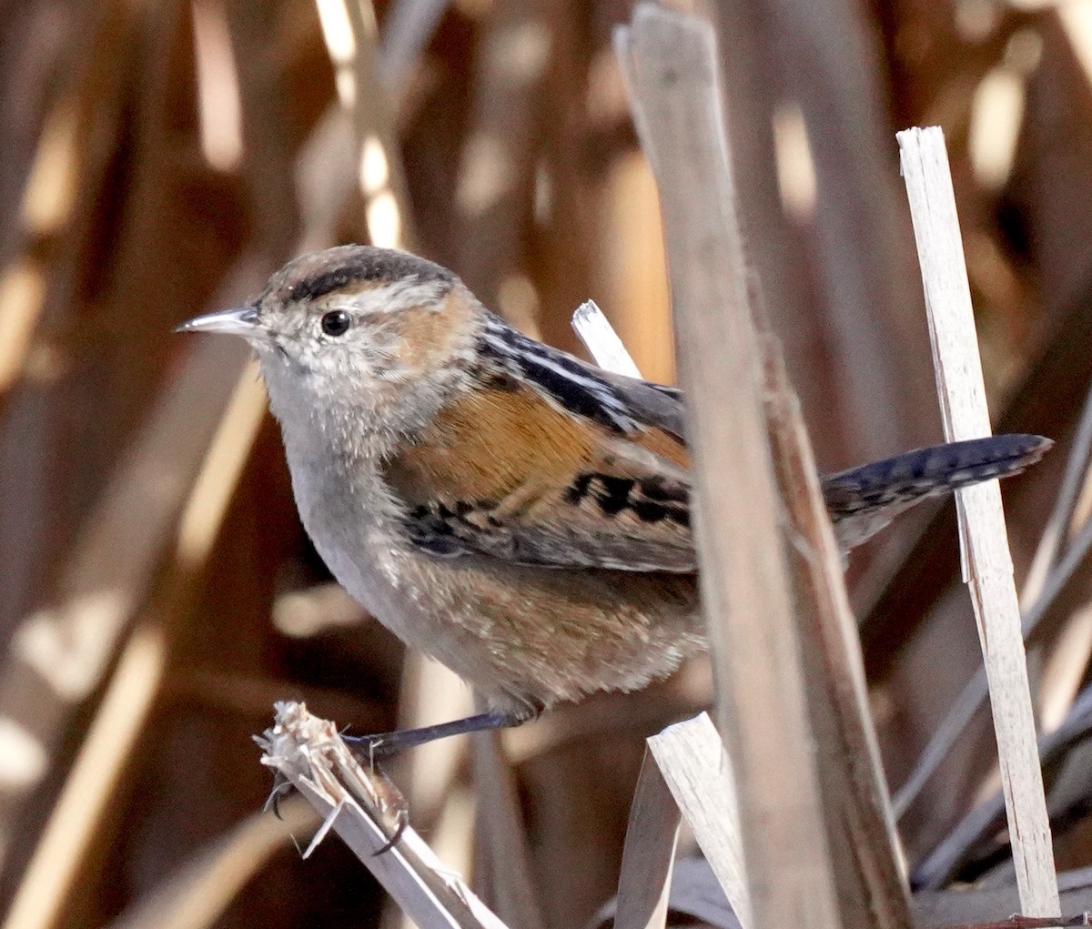 Cucarachero Pantanero - ML644300904